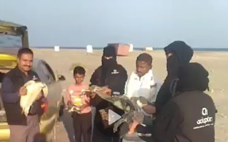 أبين.. في مبادرة لحماية الحياة البحرية إدابت-إن تعيد إطلاق السلاحف البحرية إلى بيئتها الطبيعية
