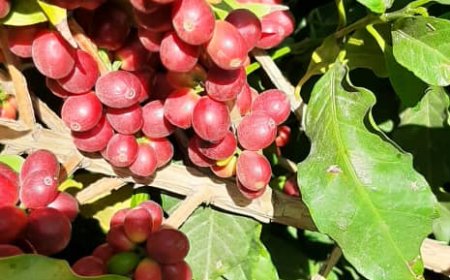 يافع ومشاريع تطوير زراعة البن