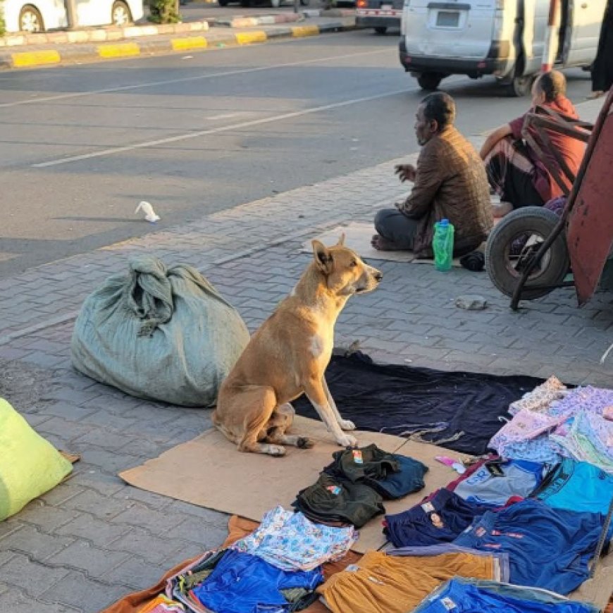 شاهد كيف يتولى كلب حراسة بضاعة صاحبه في احد شوارع عدن