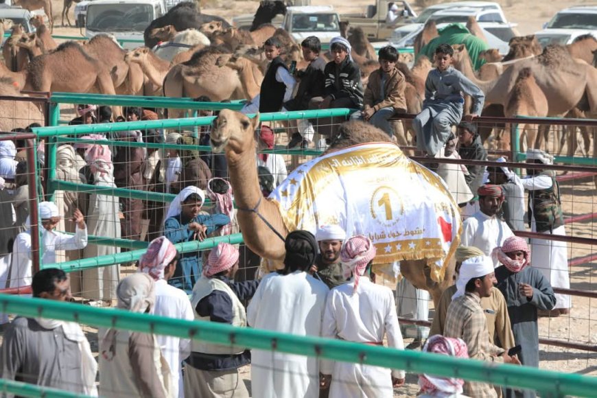 استمرار منافسات أشواط المزاينة ضمن مهرجان اتحاد شباب الغد بالمهرة 