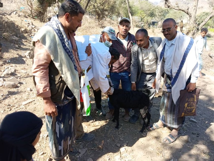 تعز. تدشين حملة تلقيح الأغنام والماعز بعزلة القحاف بمديرية جبل حبشي.