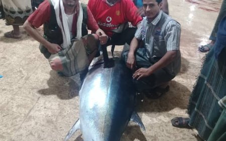 بيع حوت ثمد بمبلغ خيالي في حراج ميناء الشحر