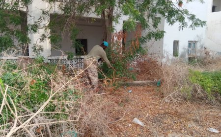 عمال التشجير في صندوق النظافة يباشرون بحملة بالمجمع الحكومي القديم ويقومون بقص بعض الاشجار