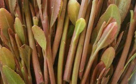 عدن..عرض بيع حبة قات بسعر لا يصدق
