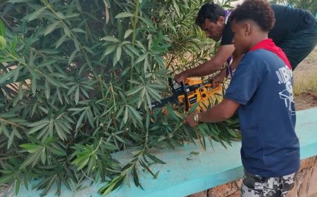 بحضور مدير صندوق النظافة.. كشافة أبين تواصل حملة قص وتقليم الأشجار في ساحة الشهداء استعدادًا لعيد الفطر