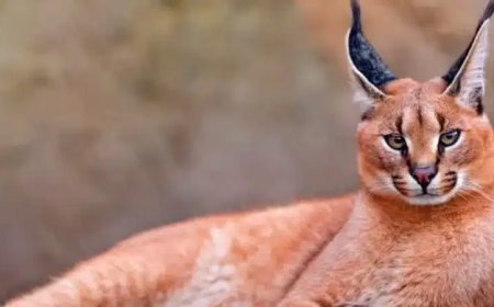 في واقعة غريبة.. حيوان مفترس مصري يهاجم  الجنود الإسرائيليين.. تفاصيل