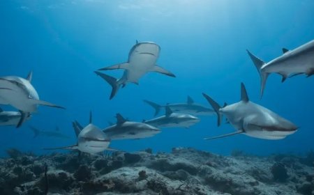 تسجيل أول دليل على أن أسماك القرش تحدث أصواتا