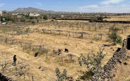 الفاو: جفاف وإرتفاع الحرارة في اليمن خلال الأيام القادمة