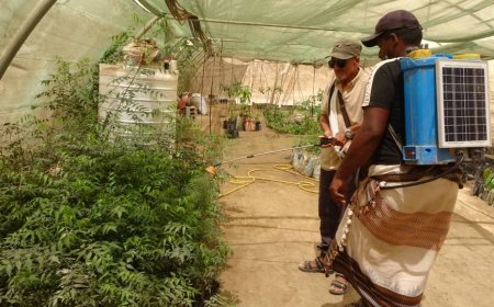 رزقك في حديقة منزلك.. شجرة النيم ثروة بيئية واقتصادية مهملة