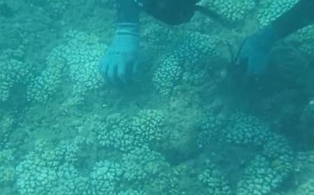 غواصو عدن يحتفلون بالذكرى الثالثة لتأسيس جمعيتهم من خلال قيامهم برحلة استثنائية إلى محمية جزيرة العزيزي بعدن 