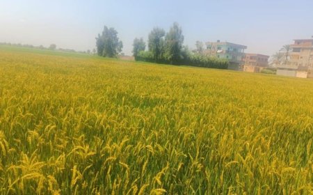 تغير المناخ يهدد محصول الأرز ويزيد من امتصاص الزرنيخ السام