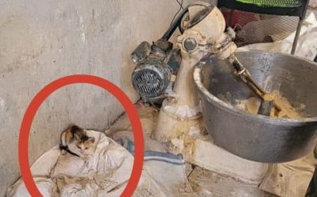 حملة تفتيشية موسعة على المنشآت الغذائية في الشحر تفضي إلى إغلاق مخالفين وإتلاف مواد غدائية فاسدة