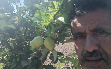 مزارع ينجح في زراعة شجرة فاكهة التفاح بكرش م/لحج