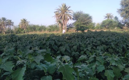 ماذا تعرف عن منطقة العربدي الزراعية الغنية بالمحاصيل الزراعية_ مديرية طور الباحة.!!؟