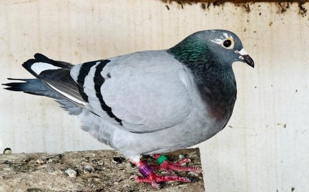 الاتحاد العام لسباق الحمام الزاجل يحقق رقما قياسيا عربيا وعالميا