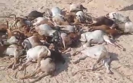 الكلاب الضالة تفترس 52 رأس غنم في رضوم شبوة في هجوم مفاجئ