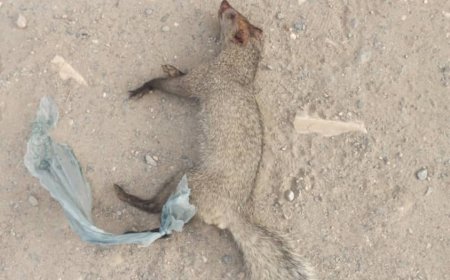 سنجاب مفترس يلتهم الدجاج في زنجبار.. والأهالي يتمكنون من اصطياده.. «فيديو»