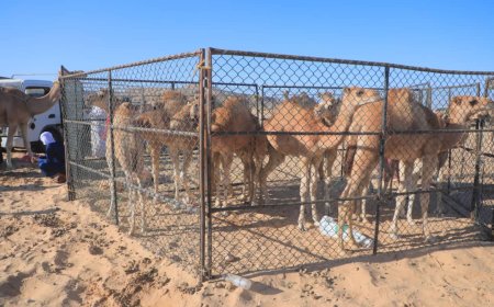 برعاية من الشيخ راجح باكريت .. مهرجان حات السنوي للمحالبة ينطلق في نسخته السادسة