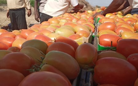 بالشراكة مع الاتحاد الاوروبي.. الصندوق الاجتماعي يقيم اليوم الحقلي للمزارعين في منطقة امصرة بلودر