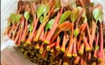 أول محافظة جنوبية تقرر حظر استيراد وتداول القات والشمة بشكل كامل وتلغي أسواق القات !!