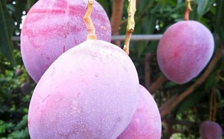 مزارعو تهامة ينجحون في زراعة صنف مانجو "بيض الشمس" يباع عالميا الكيلو بـ 1000 دولار