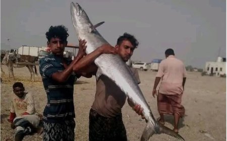 في المخا يباع الكيلو الديرك بـ ( 3) آلاف ريال يمني.. لهذا السبب