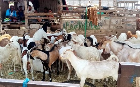 سوق عدن المركزي للمواشي واللحوم يفتتح عدداً من الحظائر لاستيعاب أضاحي العيد بعدن
