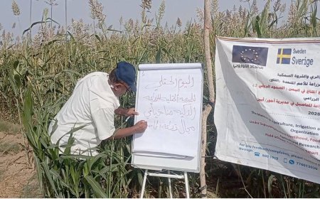 ختام فعاليات اليوم الحقلـي لمحاصيل الحبوب في مديرية أحور