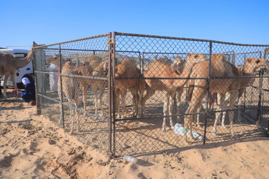 برعاية من الشيخ راجح باكريت .. مهرجان حات السنوي للمحالبة ينطلق في نسخته السادسة