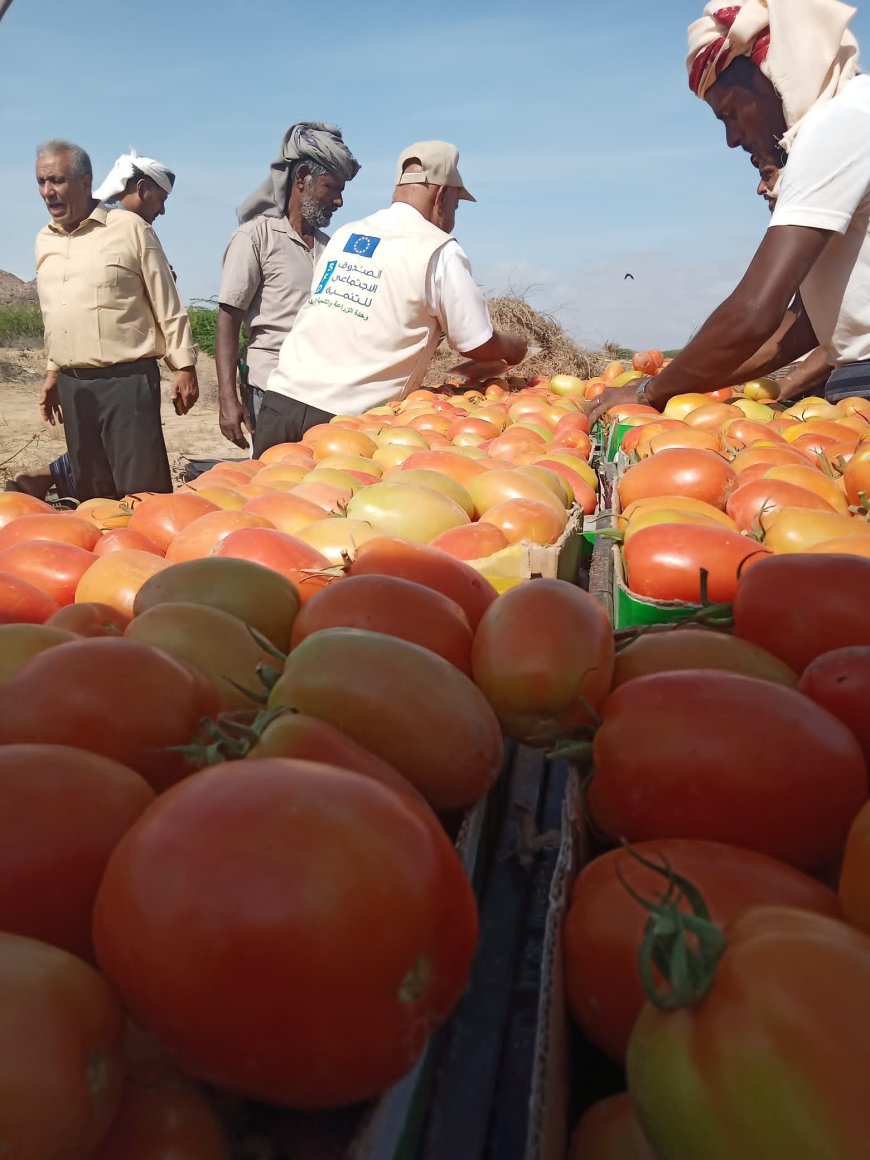 بالشراكة مع الاتحاد الاوروبي.. الصندوق الاجتماعي يقيم اليوم الحقلي للمزارعين في منطقة امصرة بلودر