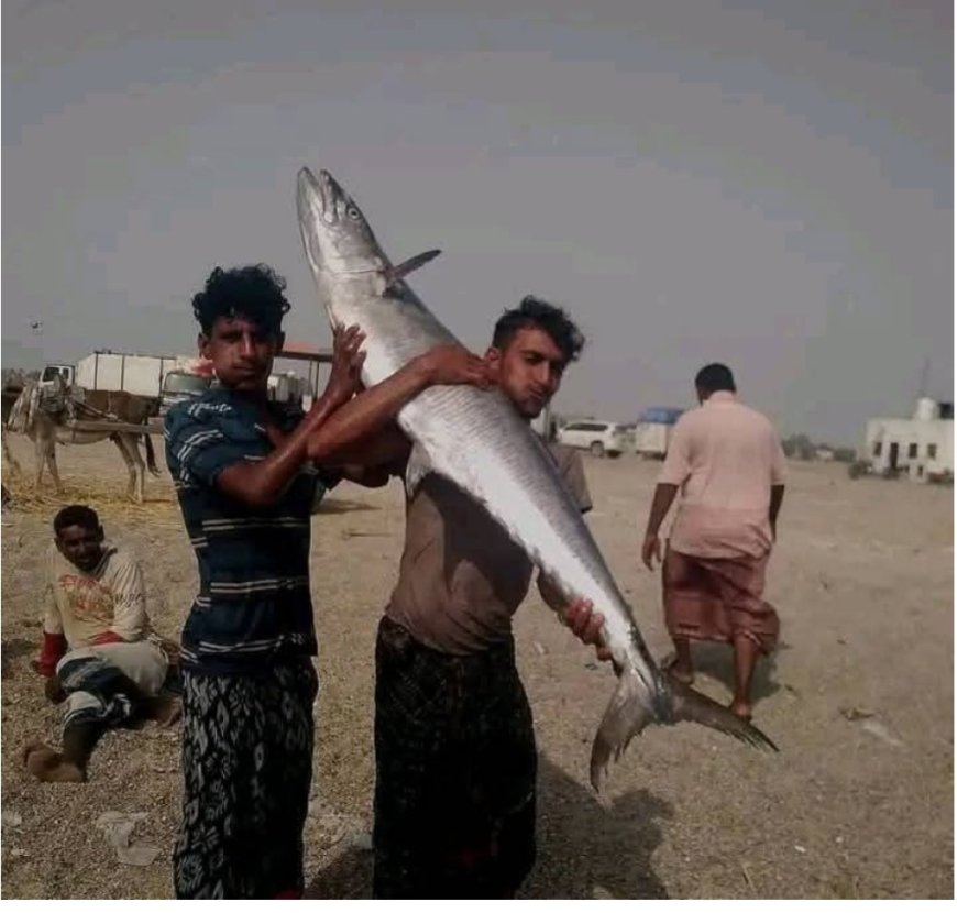 في المخا يباع الكيلو الديرك بـ ( 3) آلاف ريال يمني.. لهذا السبب