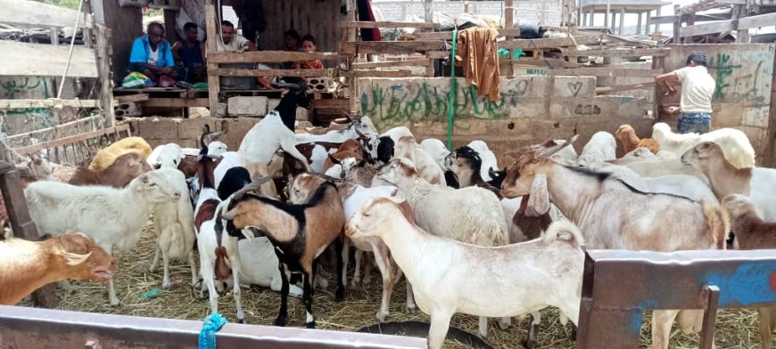 سوق عدن المركزي للمواشي واللحوم يفتتح عدداً من الحظائر لاستيعاب أضاحي العيد بعدن