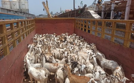 ميناء المكلا يستقبل عشرات السفن الخشبية المحملة بالأغنام القادمة من الصومال استعداداً لعيد الأضحى