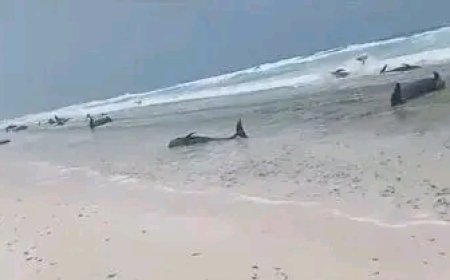 الوزير السقطري يوجه فرع هيئة مصائد سقطرى للنزول ودراسة ضاهرة نفوق عدد من الدلافين في محافظة سقطرى