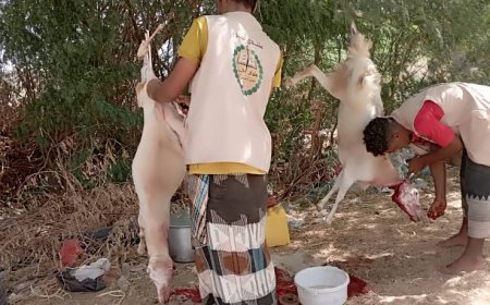 ضمن مشروع "وافعلوا الخير".. منتدى أحور يدشن توزيع لحوم الأضاحي للأسر الفقيرة والمحتاجة