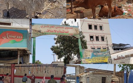 سوق عدن المركزي للماشية والاعلاف يوفر المواشي المحلية "البلدي" للمواطنين بالعاصمة عدن 