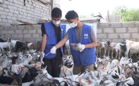 الهيئة العالمية للإغاثة والتنمية تختتم مشروع توزيع الأضاحي في أربع محافظات باستفادة أكثر من 17 ألف أسرة