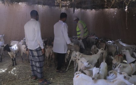 مدير مكتب الزراعة والري بتريم يتفقّد مسلخ مؤسسة الوداد للتنمية ضمن الاستعدادات التي سبقت عيد الأضحى المبارك