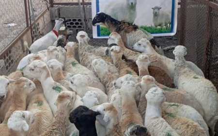 جمعية حبان التنموية تنفذ مشروع توزيع  لحوم الأضاحي ل 2000 مستفيد من الأسر المحتاجة والفقيرة بمديرية حبان 