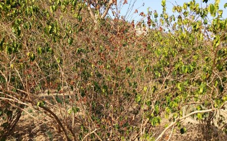 زراعة أشجار البن بحاجة إلى إنقاذها قبل موتها