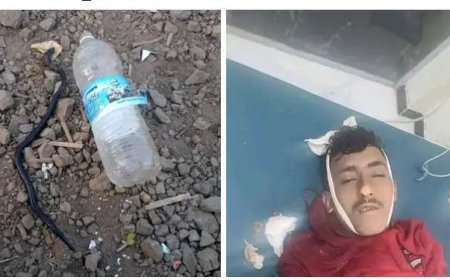 تعز.. ثعبان أسود نادر قضى على شاب خلال 3 دقائق.. تعرف على خصائصه