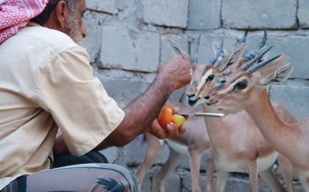 مواطن في أبين ينجح في تربية الغزلان الجبيلة..(صورة) 