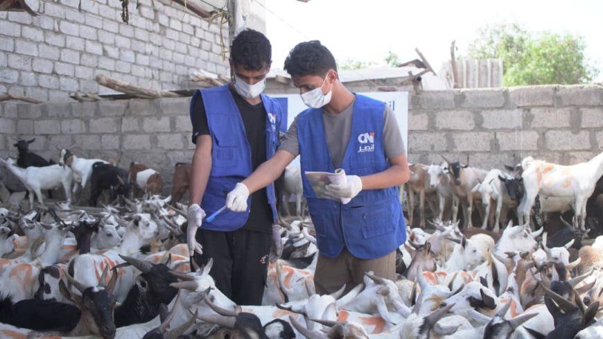 الهيئة العالمية للإغاثة والتنمية تختتم مشروع توزيع الأضاحي في أربع محافظات باستفادة أكثر من 17 ألف أسرة