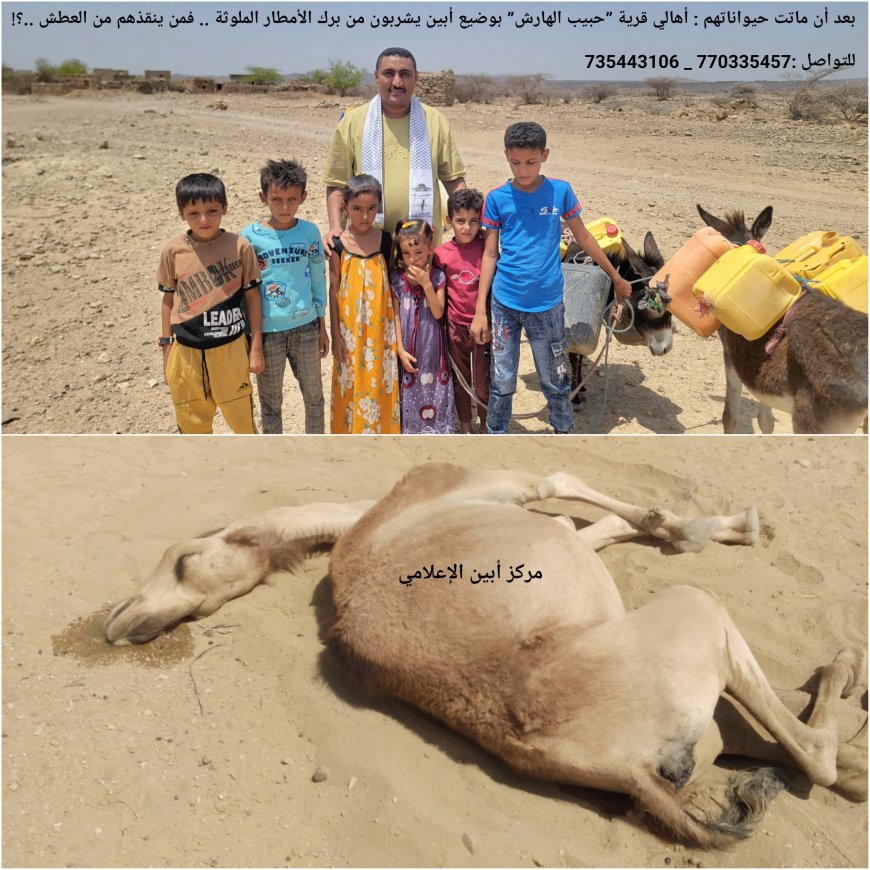 أهالي قرية ”حبيب الهارش” بوضيع أبين يشربون من برك الأمطار الملوثة .. فمن ينقذهم من العطش ..؟!