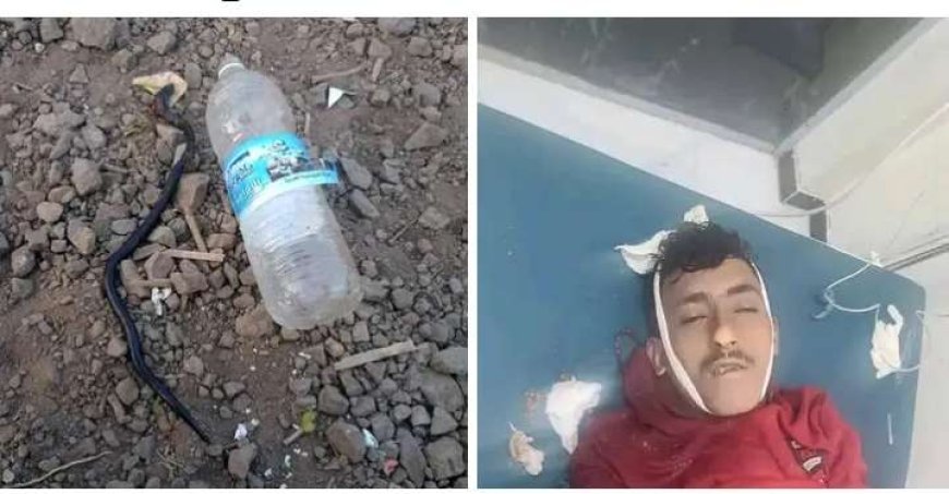 تعز.. ثعبان أسود نادر قضى على شاب خلال 3 دقائق.. تعرف على خصائصه