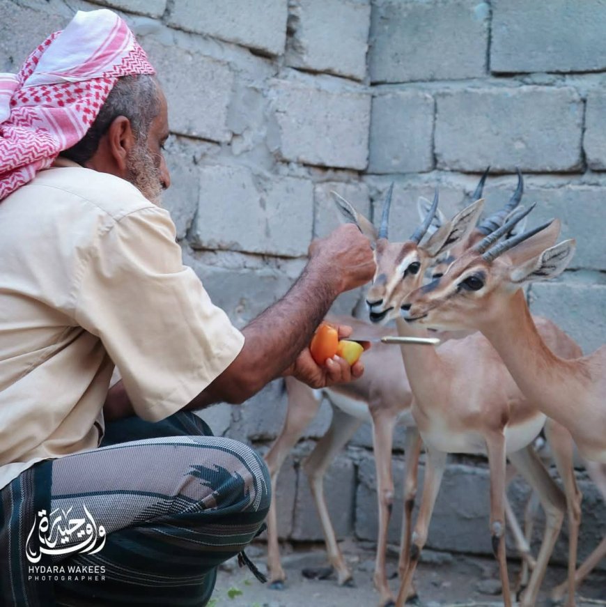 مواطن في أبين ينجح في تربية الغزلان الجبيلة..(صورة)