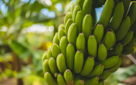 هل الموز له بذور؟ حقائق لا تعرفها عن الموز