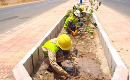 بتوجيهات المحافظ بن الوزير.. بدء أعمال التشجير لعدد من الشوارع الرئيسية بمدينة عتق.