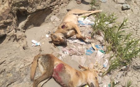 حملة شبابية مكثفة تستهدف الكلاب المسعورة في تورصة بالضالع بعد وفاة طفلة وإصابة شابين