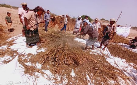 وكالة تنمية المنشآت الصغيرة والأصغر (سمبس) تقيم اليوم الحقلي لمحصول السمسم بمديرية أحور